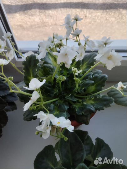 Комнатные цветы фиалки