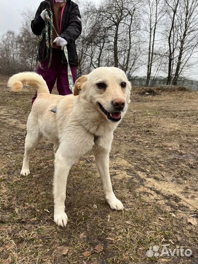 Собака бесплатно