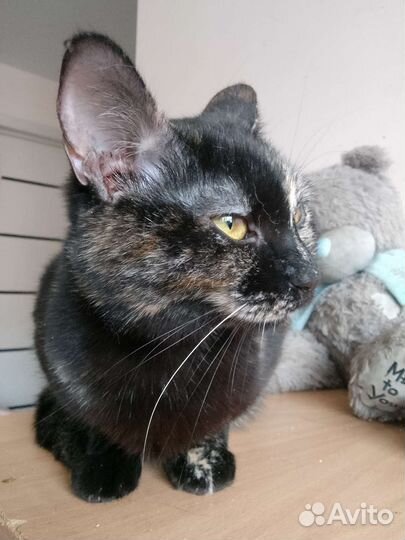 Кошка в дар