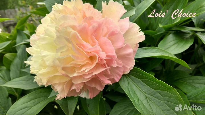 Пионы (корни)