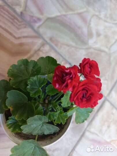 Пеларгония герань сортовая