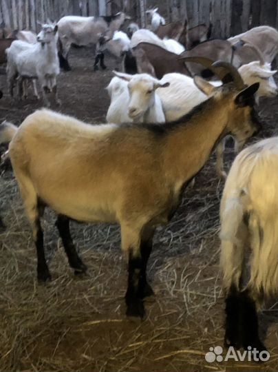 Козы на племя