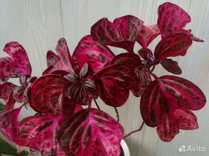 Комнатные растения