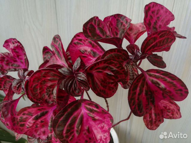 Комнатные растения