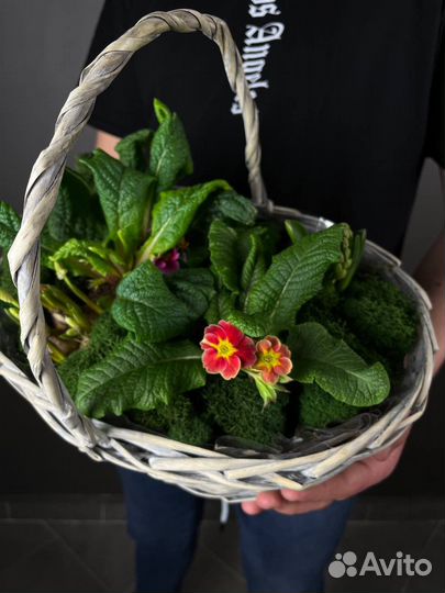 Растения живые