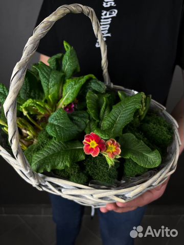 Растения живые