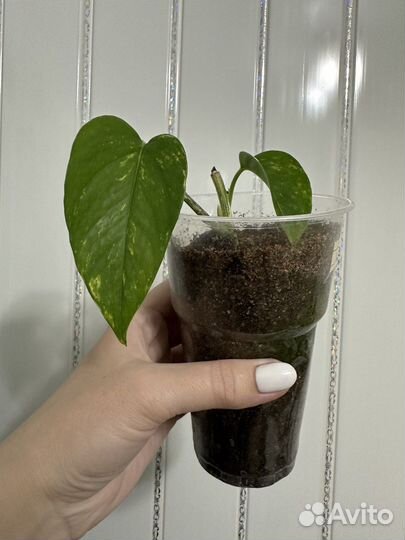 Комнатные растения