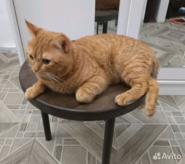 Кот на вязку