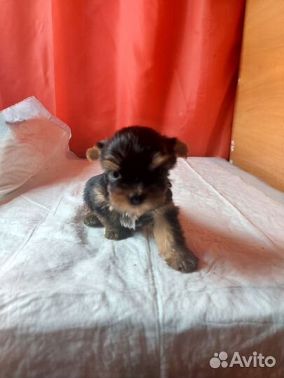 Йоркширский терьер мини щенки