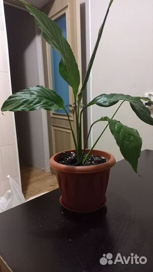 Спатифиллум