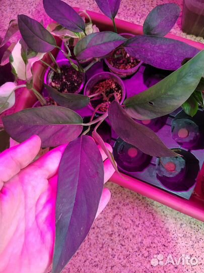 Комнатные растения #1