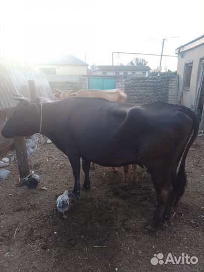 Корова черная с теленком. Корова жёлтая с теленком
