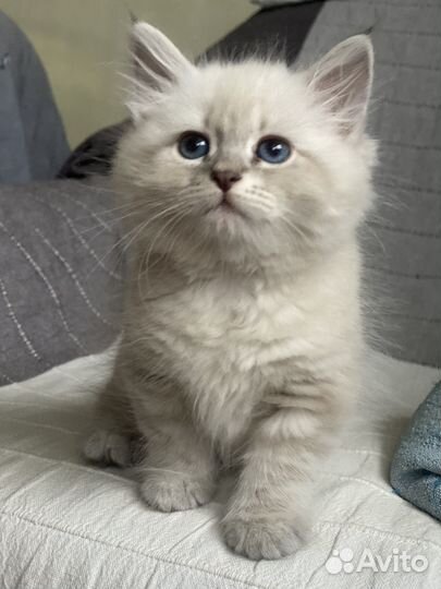 Невская маскарадная