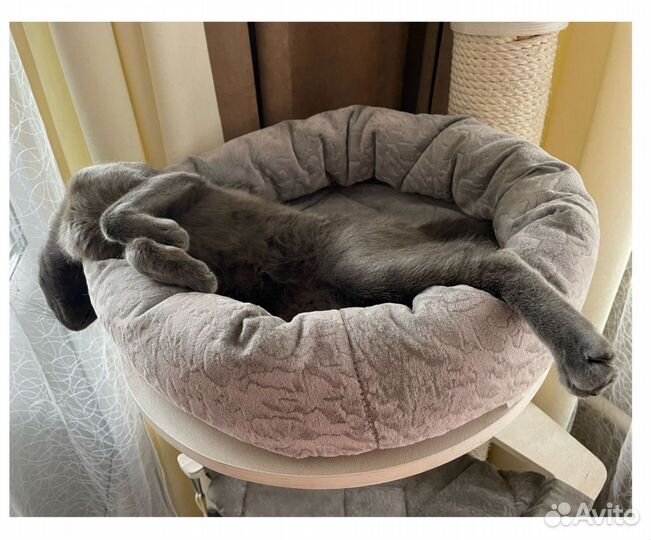 Котик человечный дружен с собаками и кошками