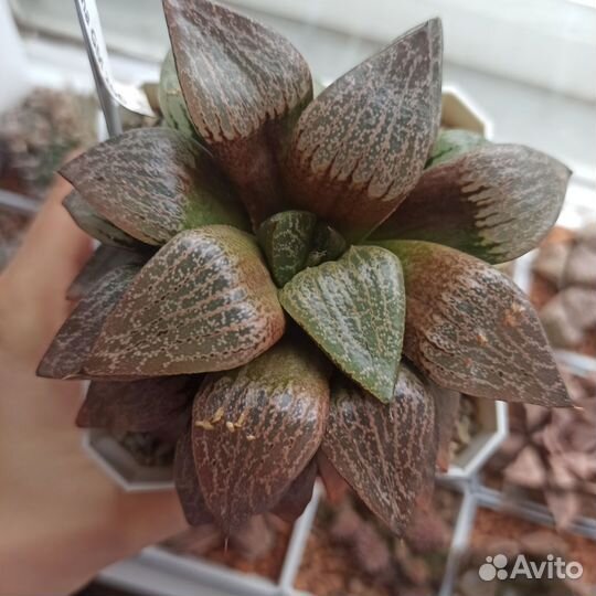 Хавортия комптониана гибрид. Отправлю почтой