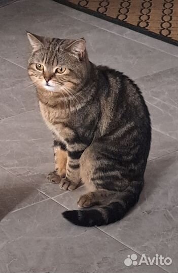 Шотландский кот вязка