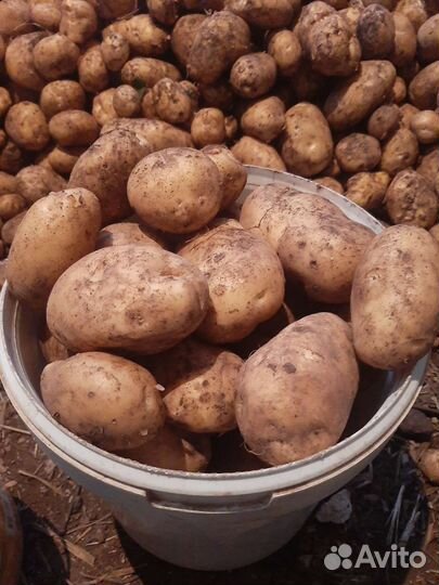 Картофель свежий урожай