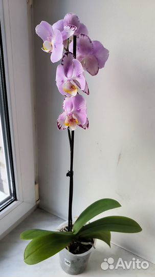 Орхидея фаленопсис бабочка Art Nouveau
