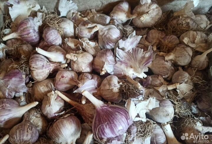 Чеснок