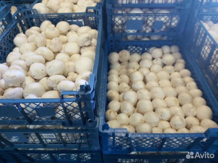 Грибы шампиньоны 300