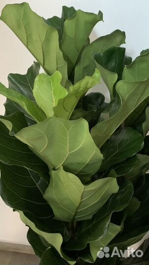 Фикус Лирата 1,6 м