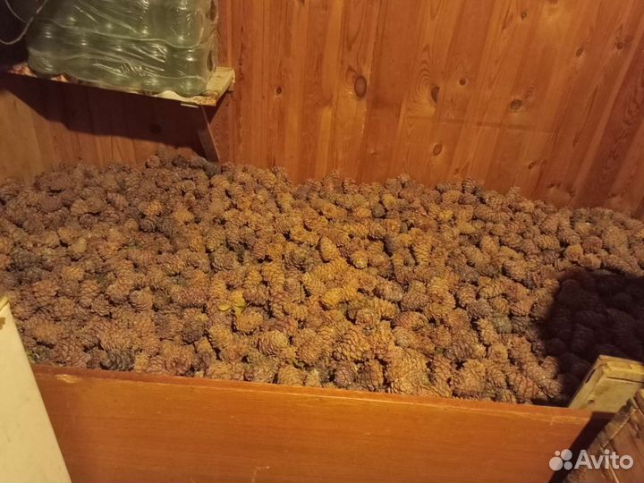 Кедровая шишка