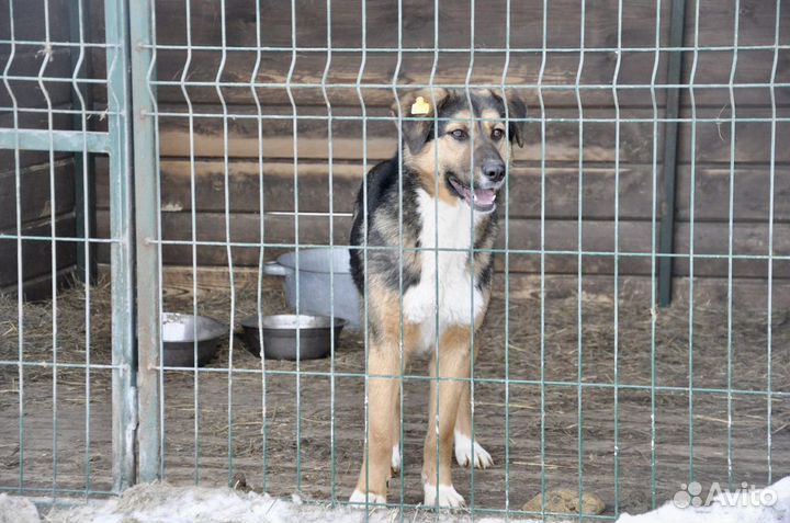 Красавицы дворняжки подростки