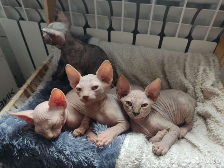 Канадский сфинкс