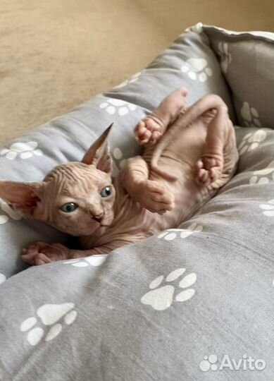 Кошечка для Вас