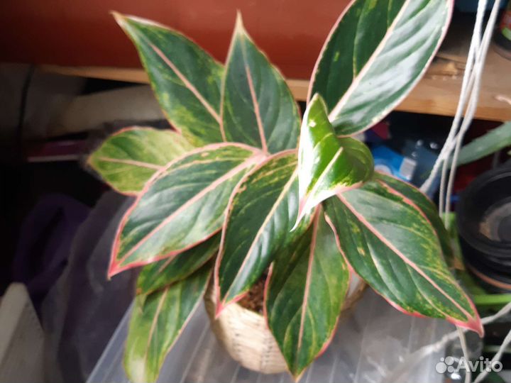 Аглаонема Аврора, Сильвер бей, Эухарис