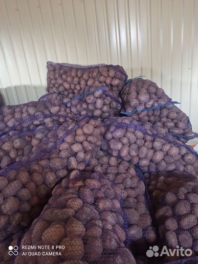 Семенной картофель