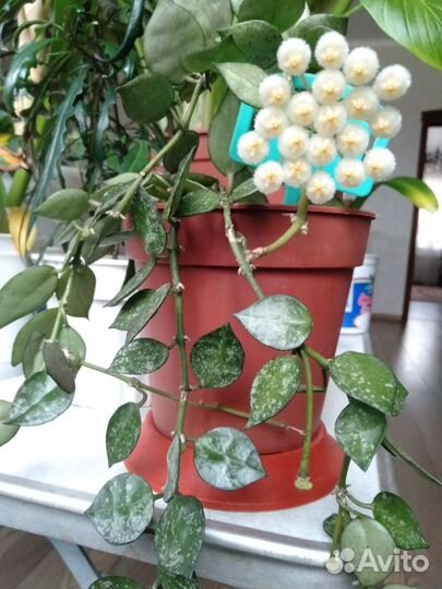 Хойя эскимо, лакуноза
