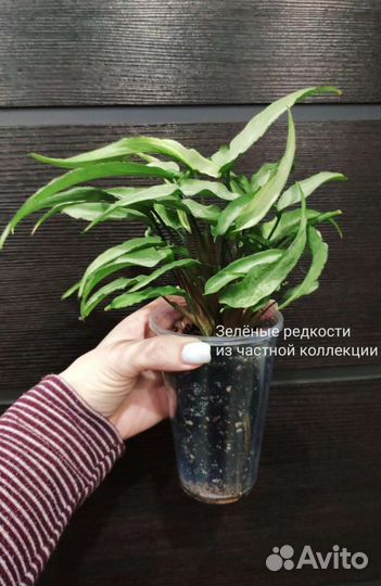 Редкий Синг Nguengi Laima mutation