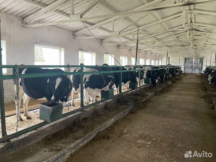 Племенные нетели в лизинг