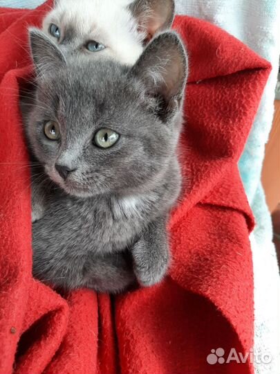 Милые добрые котята