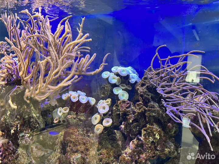 Обслуживание аквариума