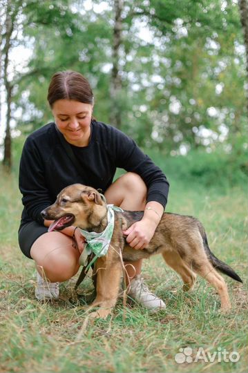 Собака в добрые руки