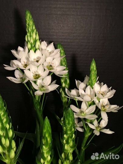 Индийский лук