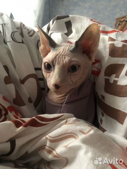 Канадский сфинкс вязка