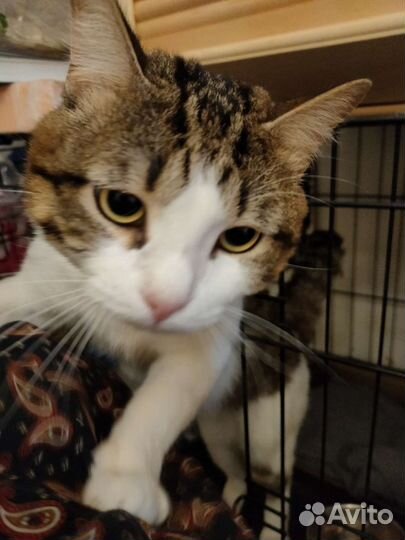 Котику с Лейкозом грустно в клетке