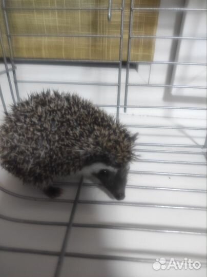 Африканский карликовый еж (девочка)