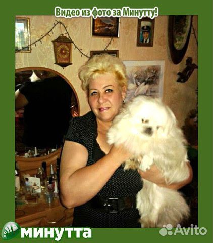 Вязка пекинеса