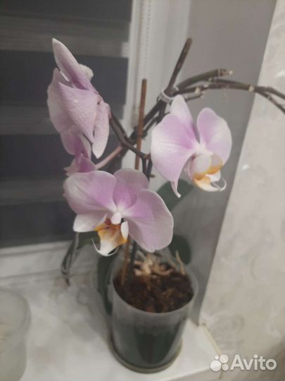 Орхидея