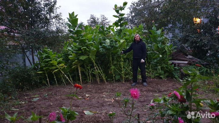 Семена табака