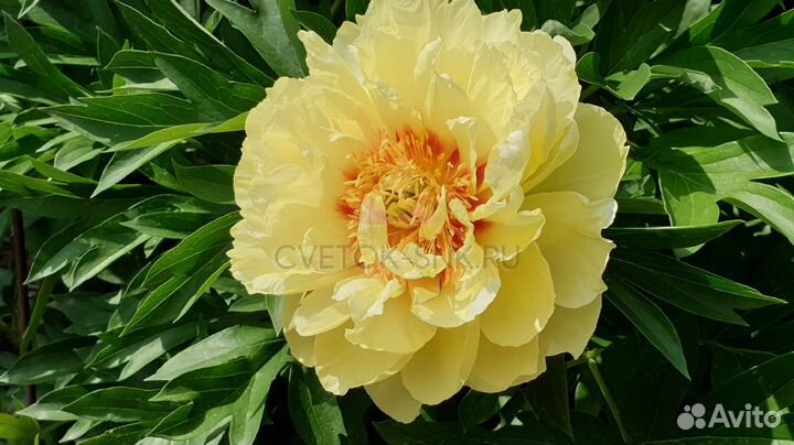 Пион ито- гибрид Бартзелла