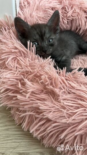 Кошки в добрые руки