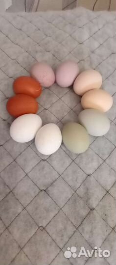 Яйцо инкубационое куриное перепелиное