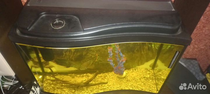 Аквариумные рыбки