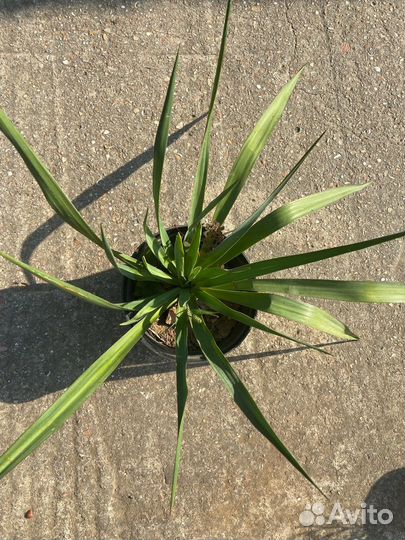 Юкка Крымская