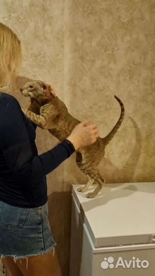 Ориентальный кот вязка